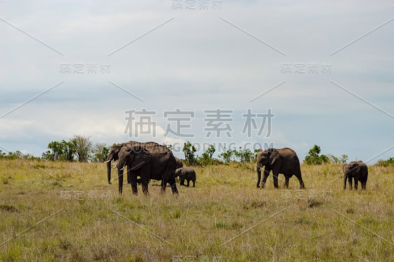 大象和他的幼崽在马拉的大草原，肯尼亚西北部的一个公园