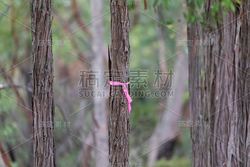 农村消防减少危险在树上燃烧粉红色的丝带