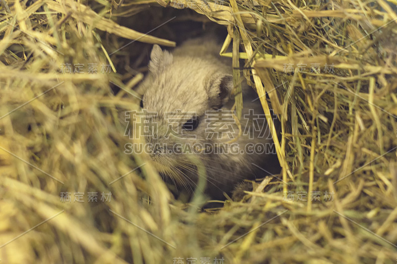 一只灰色的仓鼠坐在稻草中间。前视图