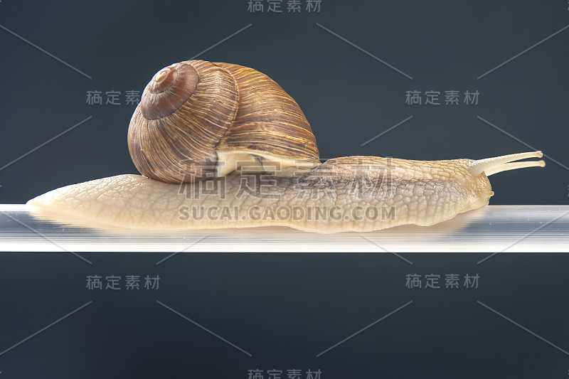 螺旋pomatia。蜗牛悬挂在塑料管上。软体动物和无脊椎动物。美味的肉和美食。