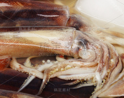 鱼市场里水里的鱿鱼