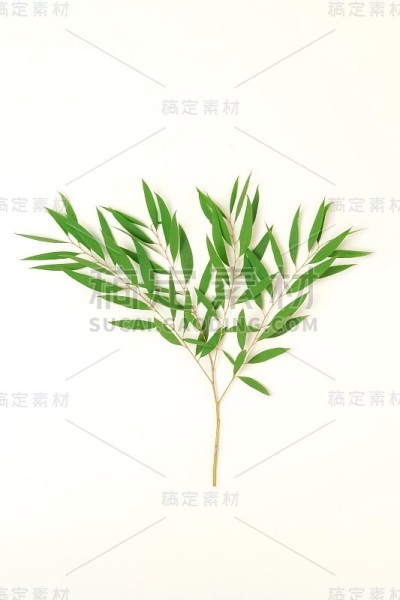 绿色的桉树叶，树枝孤立在白色的背景上。平躺，俯视图。海报