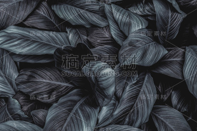 绿色植物的叶子纹理自然，绿色的背景