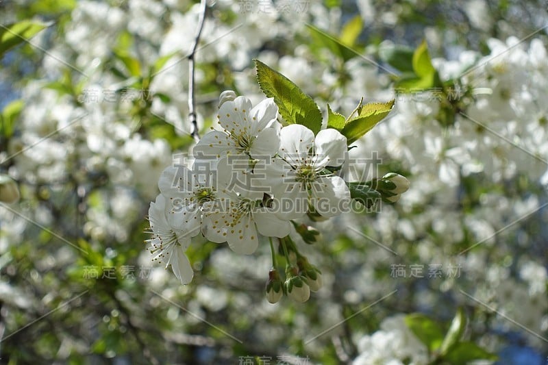 春天樱花的白色花的伞房