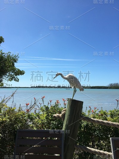 白鹭升空