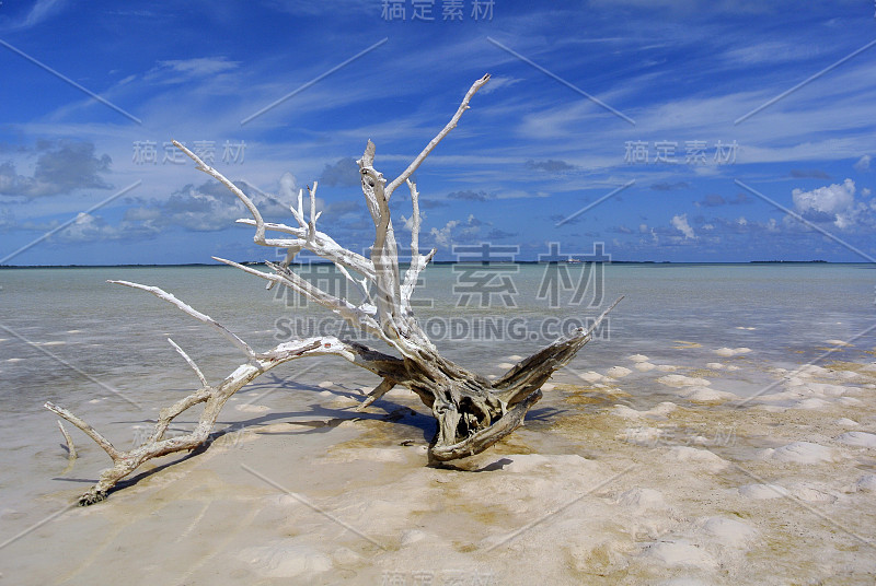 海滩上的一棵枯树