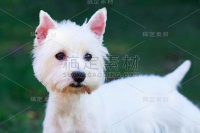 西部高地白梗