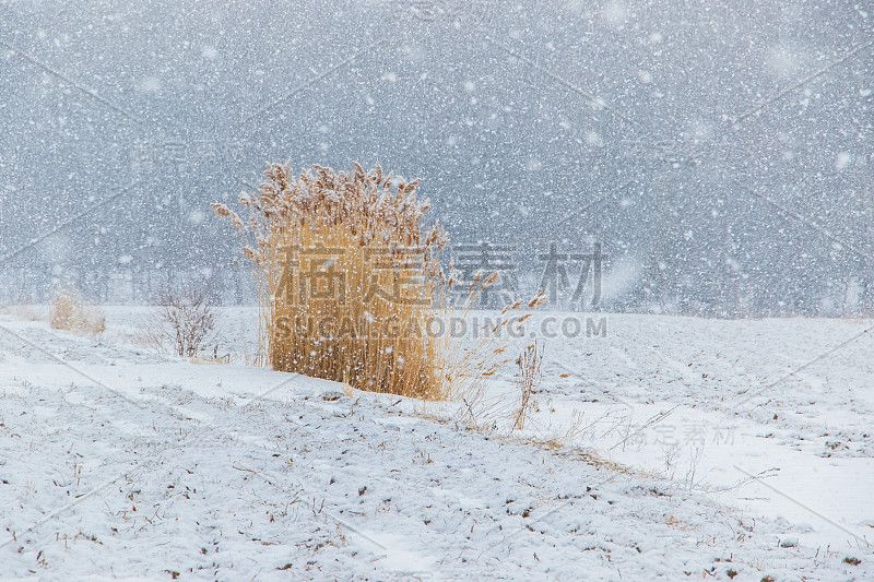 芦苇在暴风雪