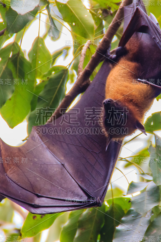 在泰国曼谷的Wat Po，泰国差春骚，用泰语说的Lyle's flying fox, Pteropu