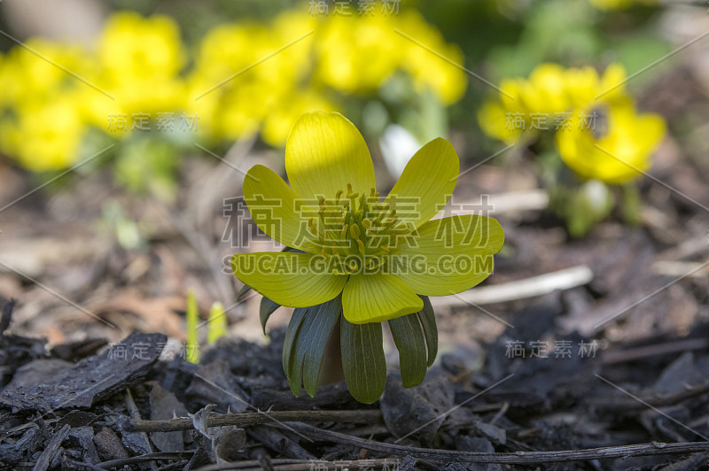 蛇尾草，早春开花，冬附子背光