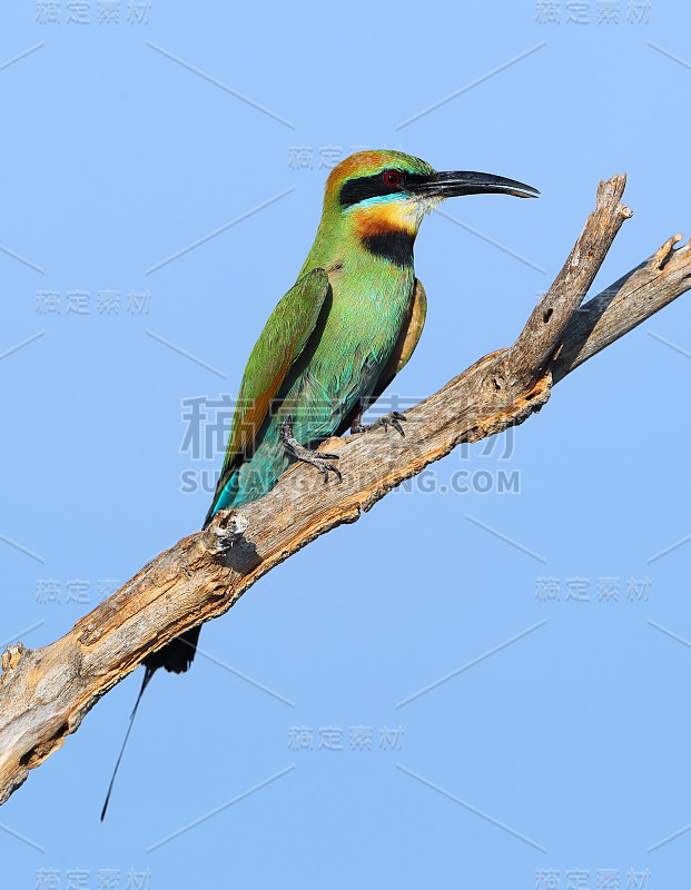 彩虹食蜂鸟(Merops ornatus)