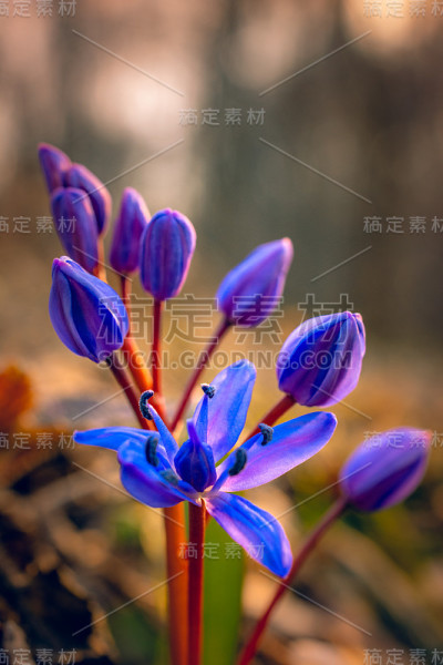 雪花莲