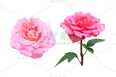 一套粉色玫瑰