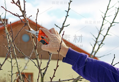 在花园里用剪枝修剪树木