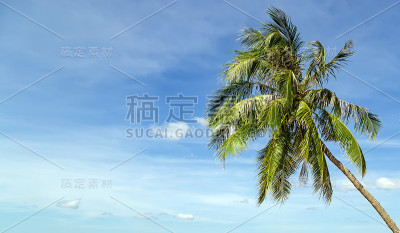 热带植物椰子树背景。