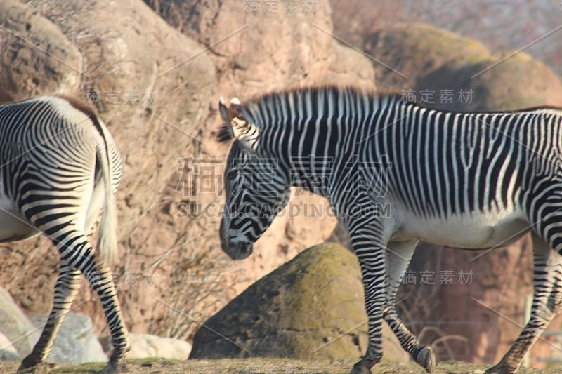 Pair of Zebra with backs to camera and tails swish