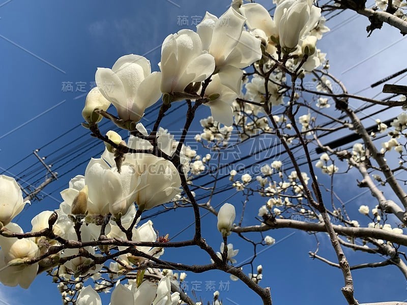 花小明星