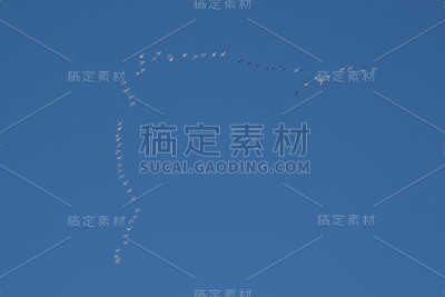 冻原天鹅和加拿大鹅