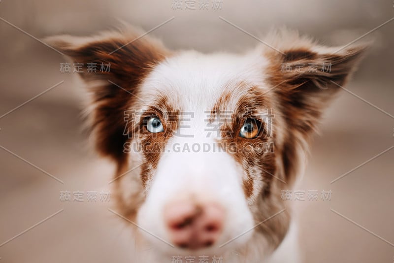 一只有着不同颜色眼睛的边境牧羊犬的肖像