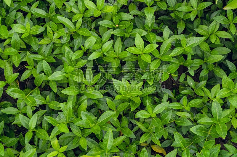 小长春花的叶子背景。天然郁郁葱葱有光泽的绿叶植物，用于观赏和美化公园和花园设计。