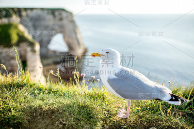 海鸥在美丽的海岸线上