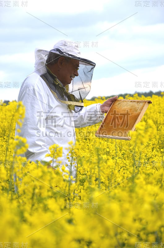 经验丰富的资深养蜂人在盛开的油菜田工作