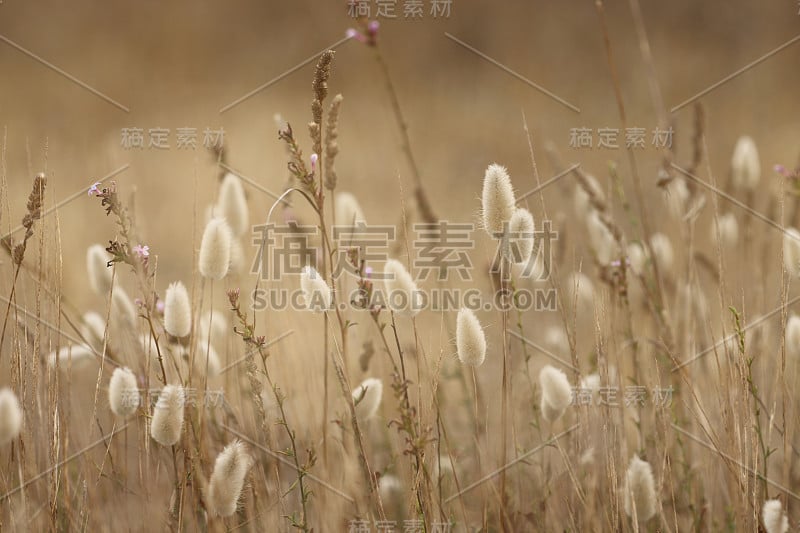 哈森施万兹格拉斯