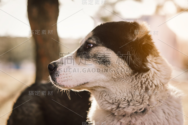 狗阿拉拜中亚牧羊犬特写肖像