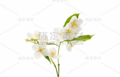 茉莉花孤立