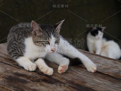 巷子后面的流浪猫