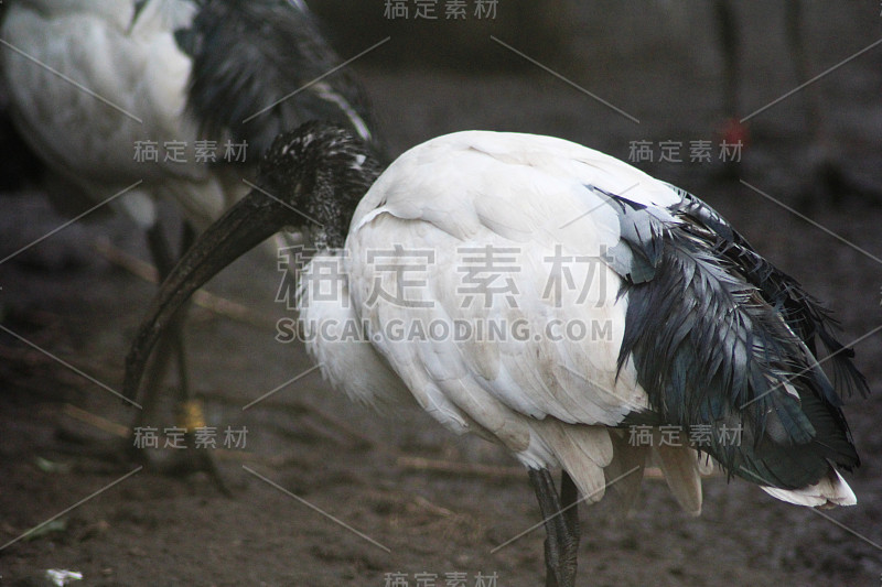 非洲圣鹮(Threskiornis aethopicus)