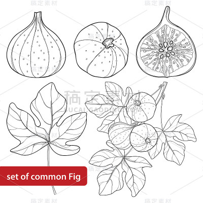 矢量集与轮廓普通无花果或无花果果，片，叶和枝孤立在白色背景上。
