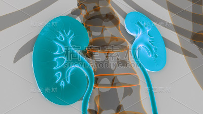 人体泌尿系统及肾脏解剖