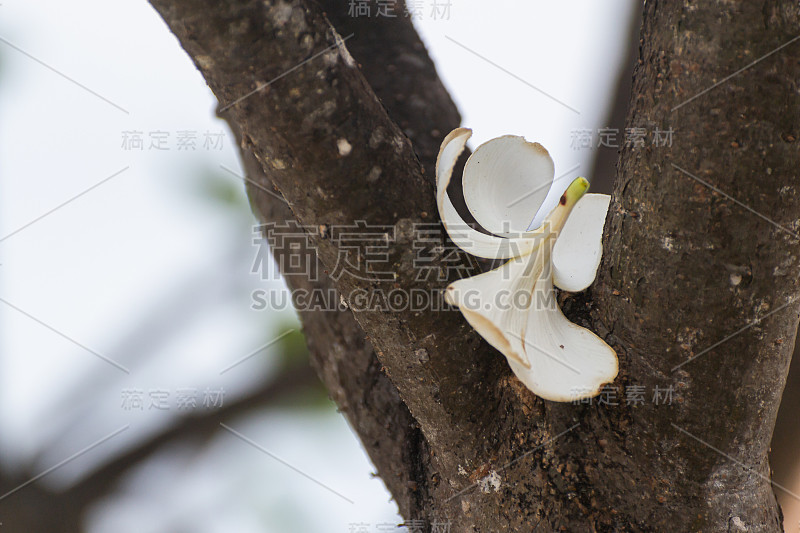 白色鸡蛋花是设计师在设计各种抽象氛围时喜欢使用的花。