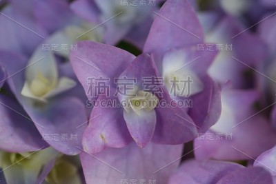 绣球花