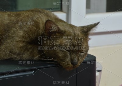 棕色的猫睡在打印机上