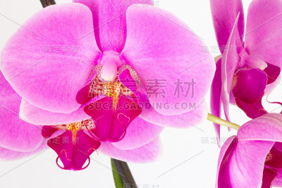 兰花