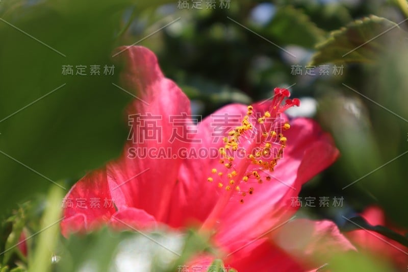 4/27/2018 Beautiful Pink Flowers