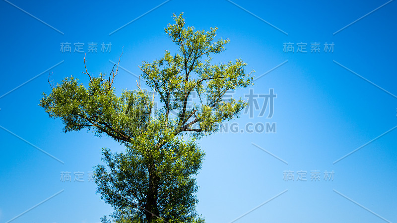 田野上一棵孤零零的树，天空湛蓝