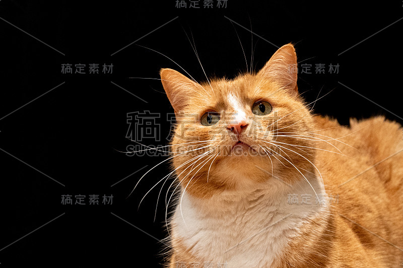 小姜猫好奇地看着镜头