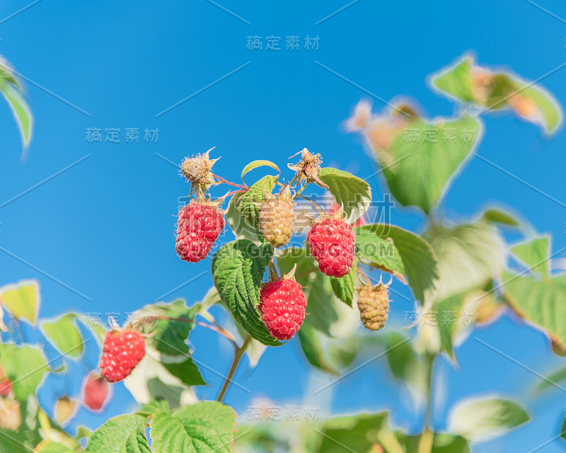 查看成熟的树莓在树枝上在晴朗的蓝天在华盛顿，美国