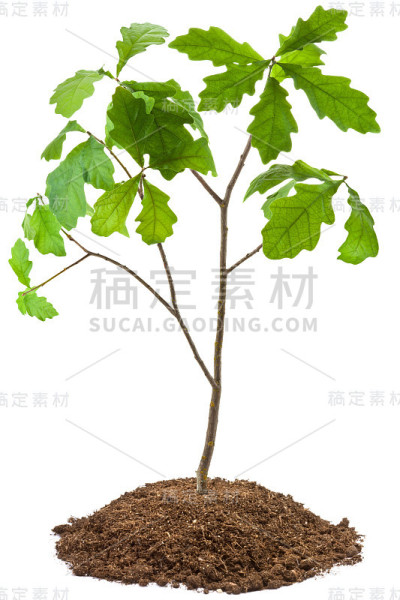 八年的橡树