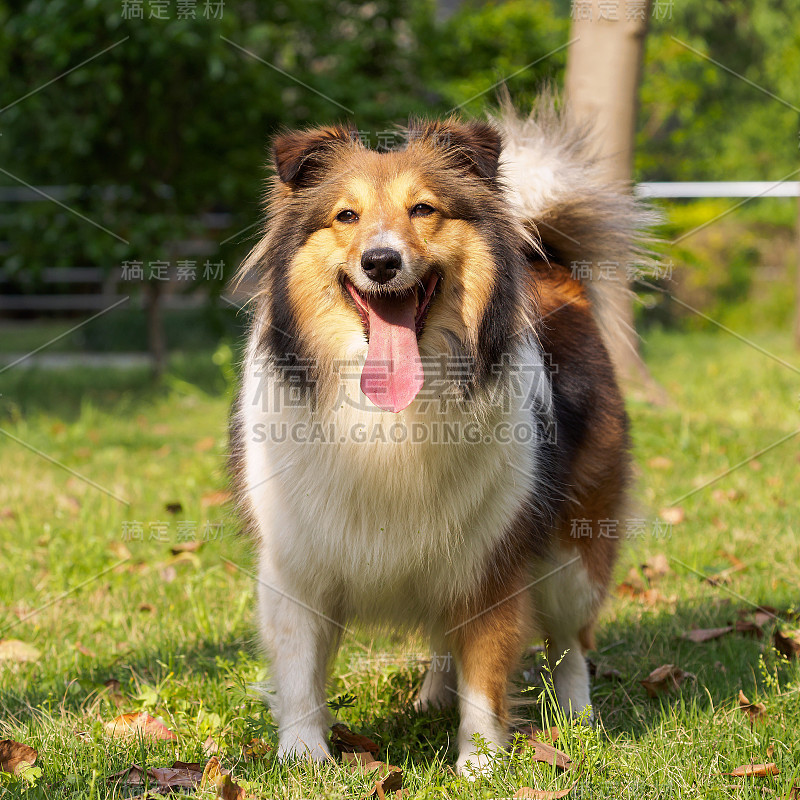 狗，设得兰牧羊犬，柯利牧羊犬，雪莉牧羊犬。