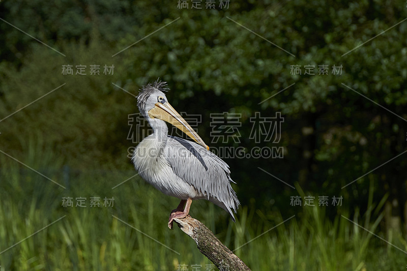 粉红背鹈鹕