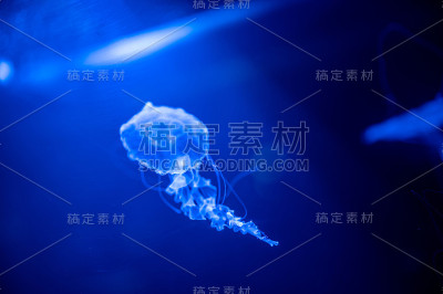 小水母漂浮在水里