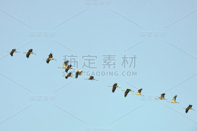 常见的起重机