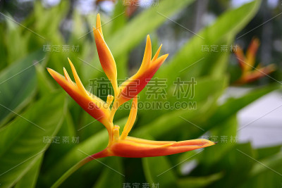 热带花草