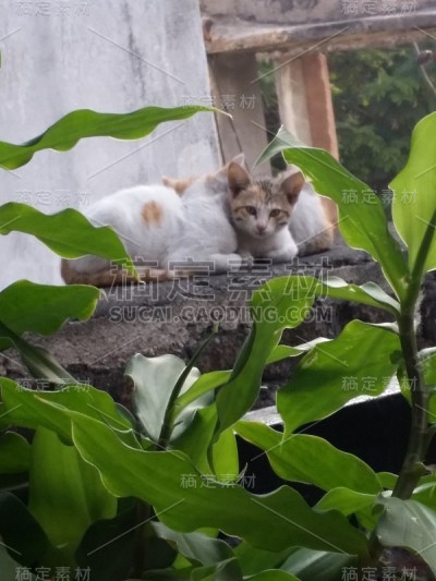猫的世界