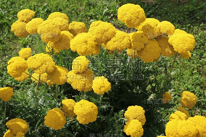 阿基利百合在夏天盛开