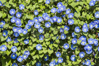 牵牛花